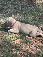 Red , a male Cane Corso for sale in Dade City, FL – 8 of 8