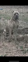 Red , a male Cane Corso for sale in Dade City, FL – Photo 3 of 5
