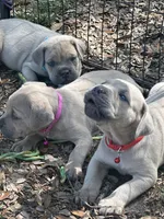 Red , a male Cane Corso for sale in Dade City, FL – 6 of 8