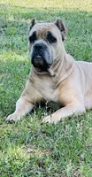 Red , a male Cane Corso for sale in Dade City, FL – Photo 4 of 5