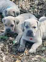 Red , a male Cane Corso for sale in Dade City, FL – 7 of 8