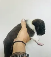 Neptune , a male English Bulldog for sale in Dade City, FL – 3 of 3