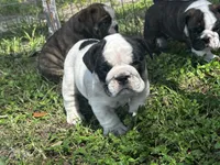 Snowman , a male English Bulldog for sale in Dade City, FL – 2 of 4