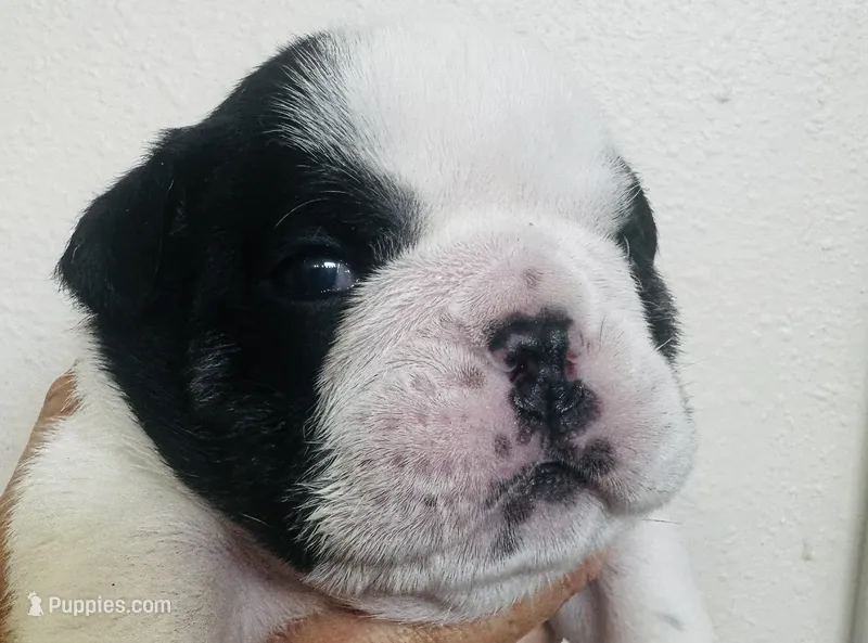 Ice  – English Bulldog puppy for sale in Dade City, FL