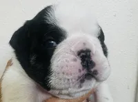 Ice , a male English Bulldog for sale in Dade City, FL – 1 of 2