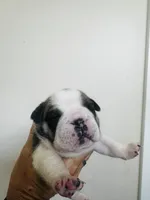Venus , a female English Bulldog for sale in Dade City, FL – 2 of 2