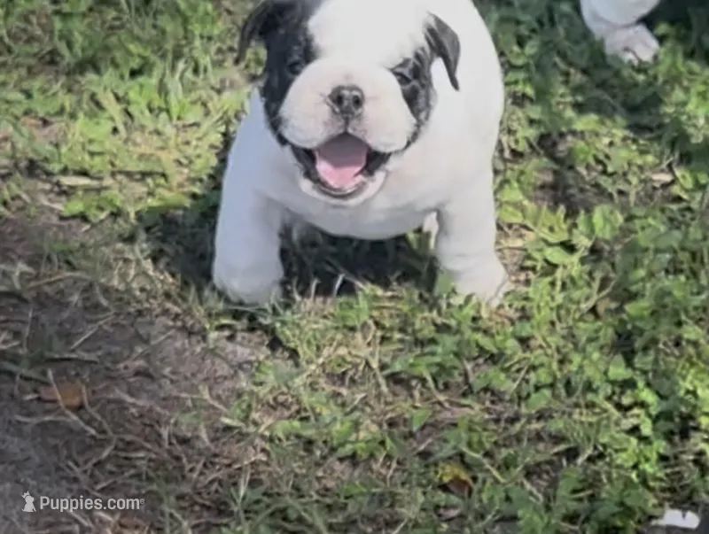 Ice  – English Bulldog puppy for sale in Dade City, FL