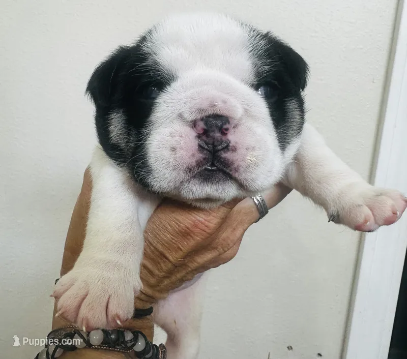 Pluto – English Bulldog puppy for sale in Dade City, FL