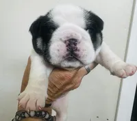 Pluto, a male English Bulldog for sale in Dade City, FL – 1 of 3