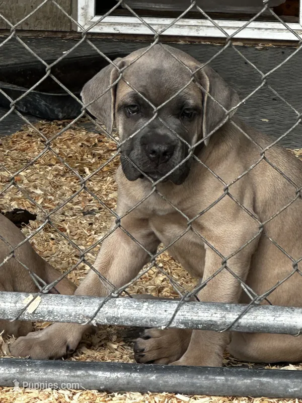 Dark pink  – Cane Corso puppy for sale in Dade City, FL