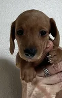 Goldie , a female Miniature Dachshund for sale in Dade City, FL – 2 of 2
