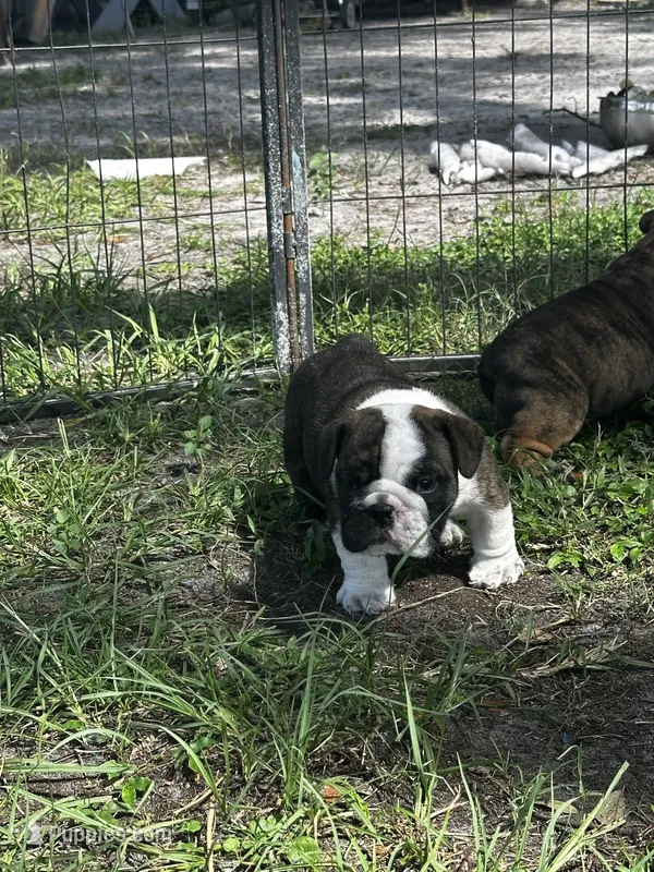 Neptune  – English Bulldog puppy for sale in Dade City, FL