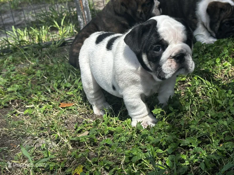 Snowman  – English Bulldog puppy for sale in Dade City, FL