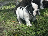 Snowman , a male English Bulldog for sale in Dade City, FL – 1 of 4