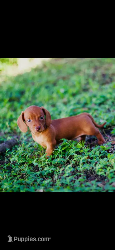 Pistachio  – Miniature Dachshund puppy for sale in Dade City, FL