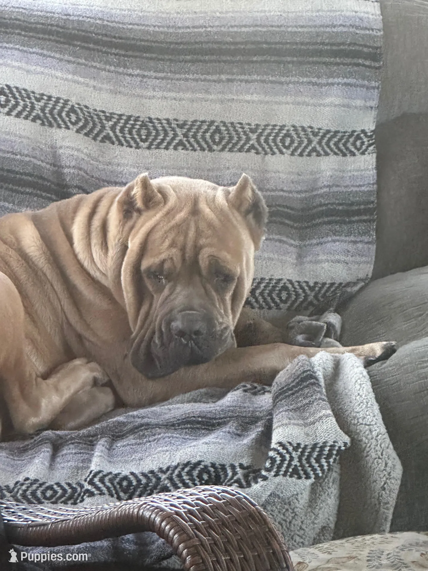 Brown , a female Cane Corso for sale in Dade City, FL – Photo 3 of 6