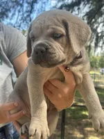 Brown , a female Cane Corso for sale in Dade City, FL – Photo 1 of 6