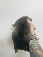 Orion, a male English Bulldog for sale in Dade City, FL – 3 of 3