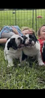 Ice , a female English Bulldog for sale in Dade City, FL – 2 of 4