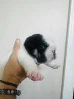 Pluto, a male English Bulldog for sale in Dade City, FL – 3 of 3