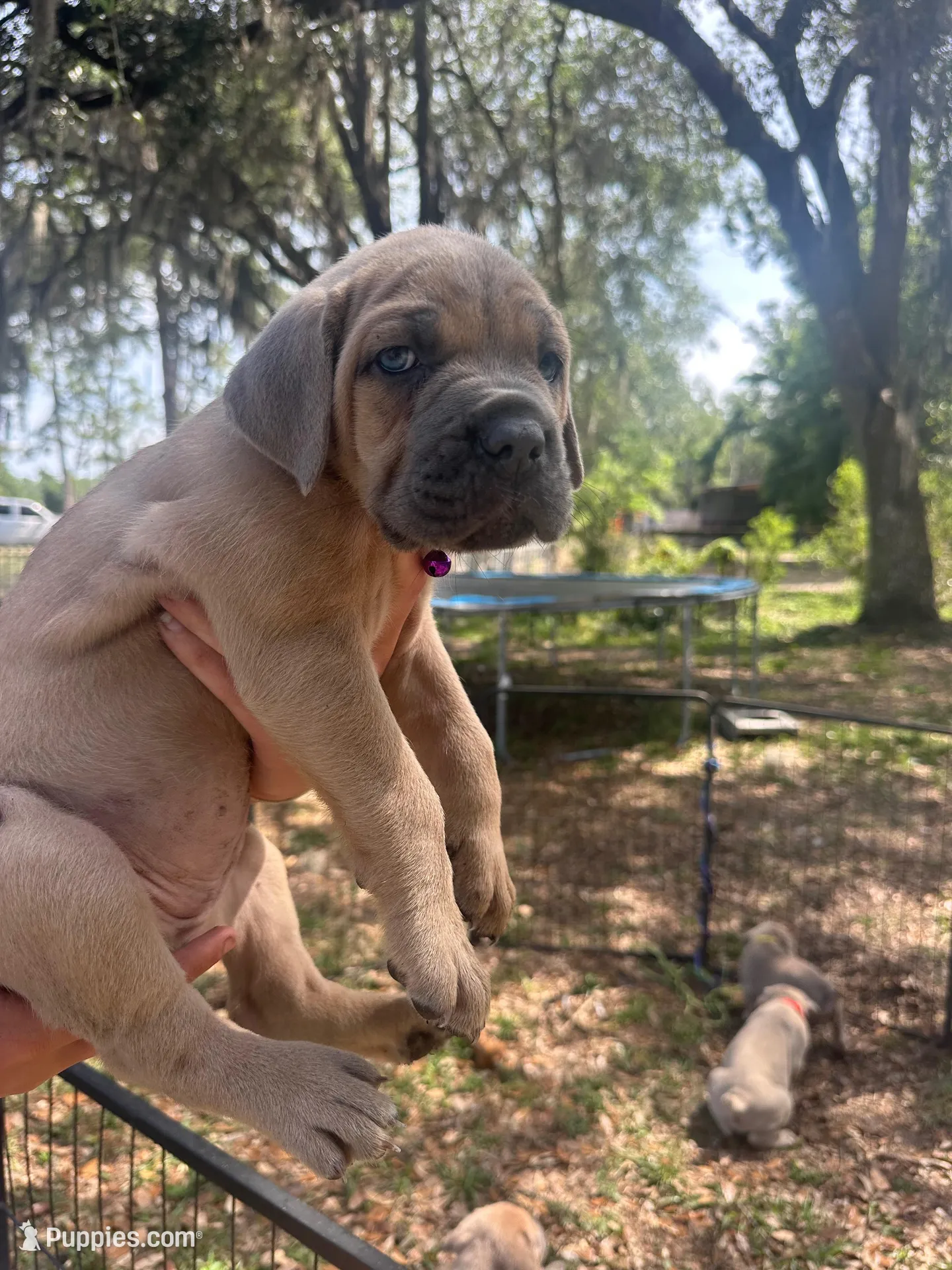 Purple , a female Cane Corso for sale in Dade City, FL – Photo 2 of 7
