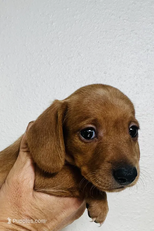 Goldie  – Miniature Dachshund puppy for sale in Dade City, FL