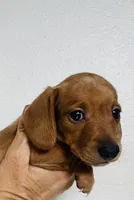 Goldie , a female Miniature Dachshund for sale in Dade City, FL – 1 of 2