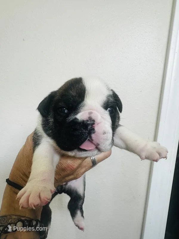 Neptune  – English Bulldog puppy for sale in Dade City, FL
