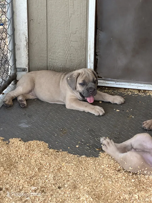 Orange  – Cane Corso puppy for sale in Dade City, FL