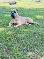 Light pink , a female Cane Corso for sale in Dade City, FL – 6 of 8