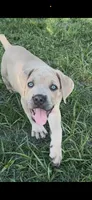 Light pink , a female Cane Corso for sale in Dade City, FL – 2 of 8