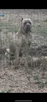 Light pink , a female Cane Corso for sale in Dade City, FL – 5 of 8