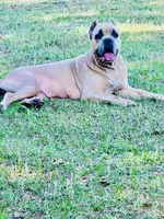 Yellow , a female Cane Corso for sale in Dade City, FL – 5 of 8