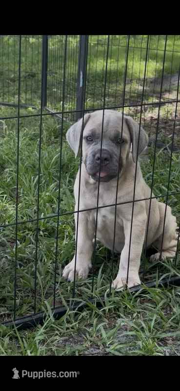 Yellow  – Cane Corso puppy for sale in Dade City, FL