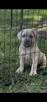 Yellow , a female Cane Corso for sale in Dade City, FL – 1 of 8