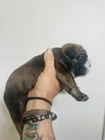 Orion, a male English Bulldog for sale in Dade City, FL – 2 of 3