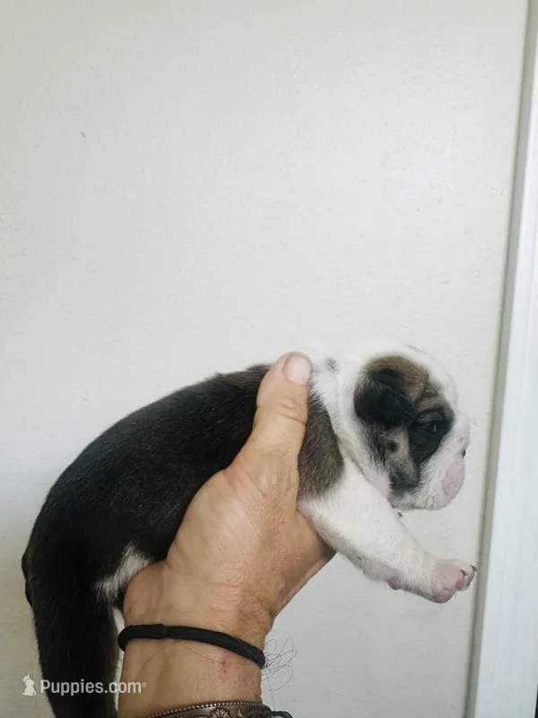 Venus  – English Bulldog puppy for sale in Dade City, FL