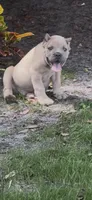Blue , a male Cane Corso for sale in Dade City, FL – 1 of 1