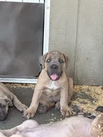 Purple , a female Cane Corso for sale in Dade City, FL – 2 of 7