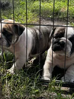 Neptune , a male English Bulldog for sale in Dade City, FL – 3 of 3