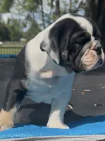 Star, a female English Bulldog for sale in Dade City, FL – 4 of 5