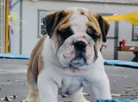 Venus , a female English Bulldog for sale in Dade City, FL – 1 of 2