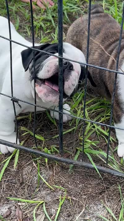 Ice , a female English Bulldog for sale in Dade City, FL – 3 of 4