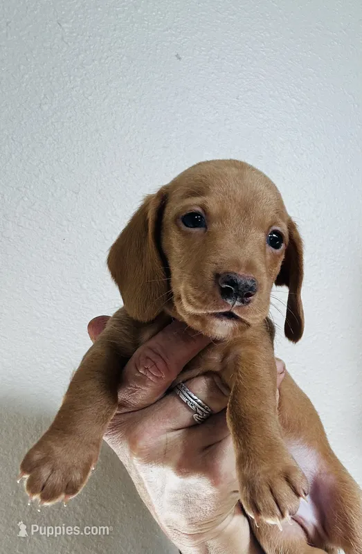 Chuck  – Miniature Dachshund puppy for sale in Dade City, FL