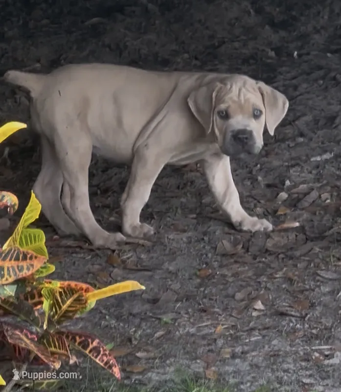 Light pink , a female Cane Corso for sale in Dade City, FL – 1 of 8