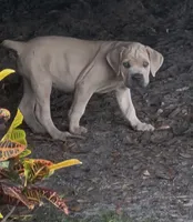 Light pink , a female Cane Corso for sale in Dade City, FL – 1 of 8