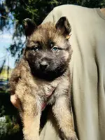 Blue collar, a male German Shepherd Dog and Siberian Husky for sale in Dade City, FL – Photo 1 of 4