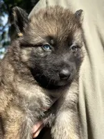 Blue collar, a male German Shepherd Dog and Siberian Husky for sale in Dade City, FL – Photo 3 of 4