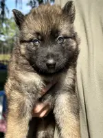 Blue collar, a male German Shepherd Dog and Siberian Husky for sale in Dade City, FL – Photo 4 of 4