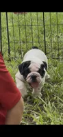 Ice , a female English Bulldog for sale in Dade City, FL – 1 of 4
